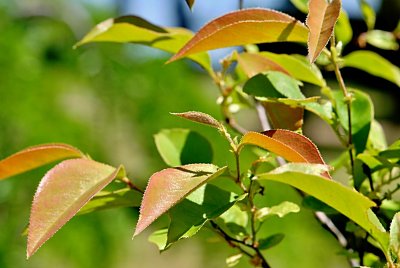 Pseudocydonia sinensis - kdouloň čínská - letní listy